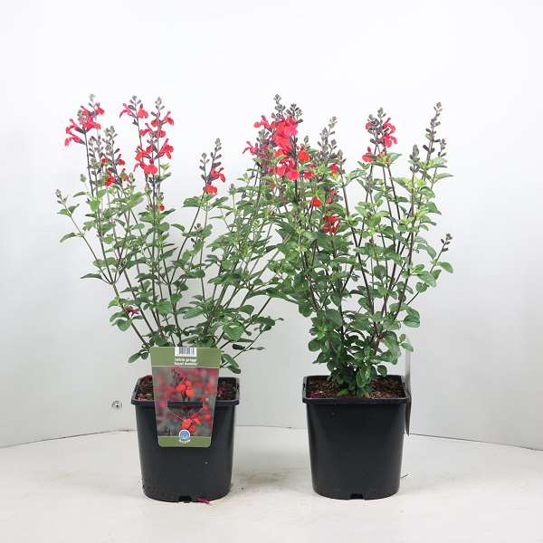Picture of SALVIA MICROPHYLLA A ROYAL BUMBLE