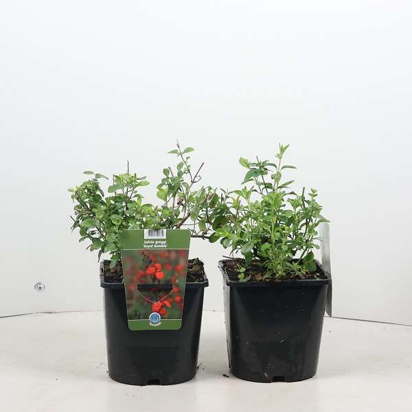 Picture of Salvia microphylla a royal bumble