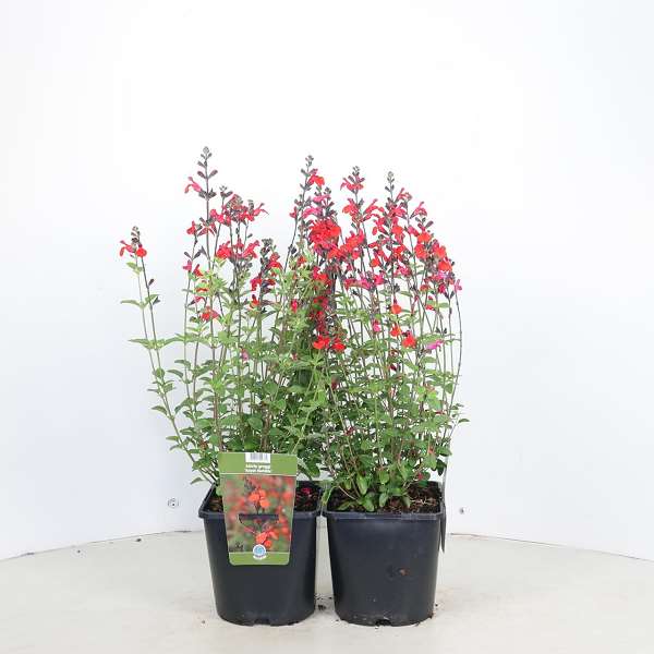 Picture of Salvia microphylla a royal bumble