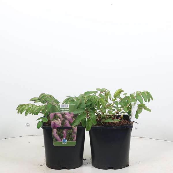 Picture of Sanguisorba pink brushes