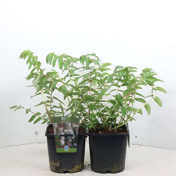 Picture of Sanguisorba white brushes