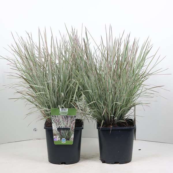 Picture of SCHIZACHYRIUM SCOPARIUM CHAMELEON
