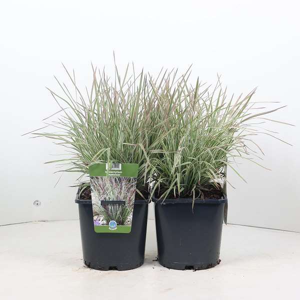 Picture of SCHIZACHYRIUM SCOPARIUM CHAMELEON