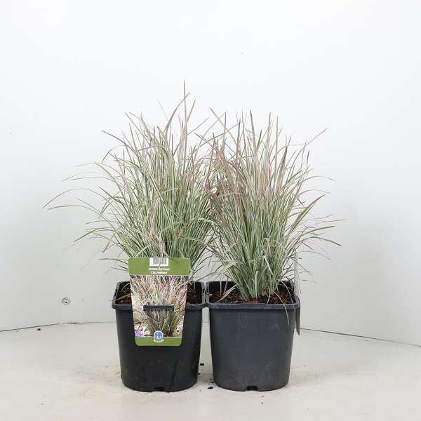 Picture of Schizachyrium scoparium chameleon