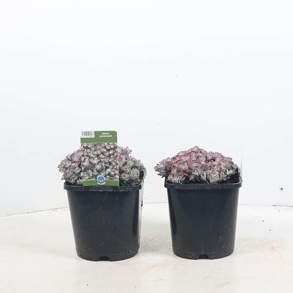 Picture of SEDUM SPATHULIFOLIUM PURPUREUM