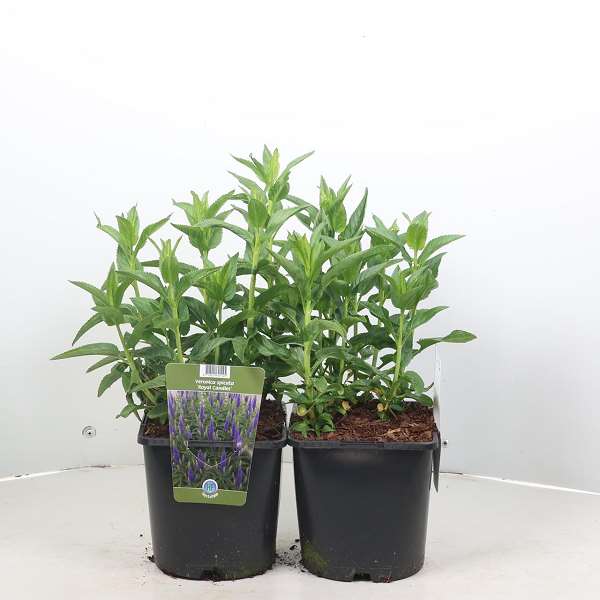 Picture of Veronica spicata royal candles