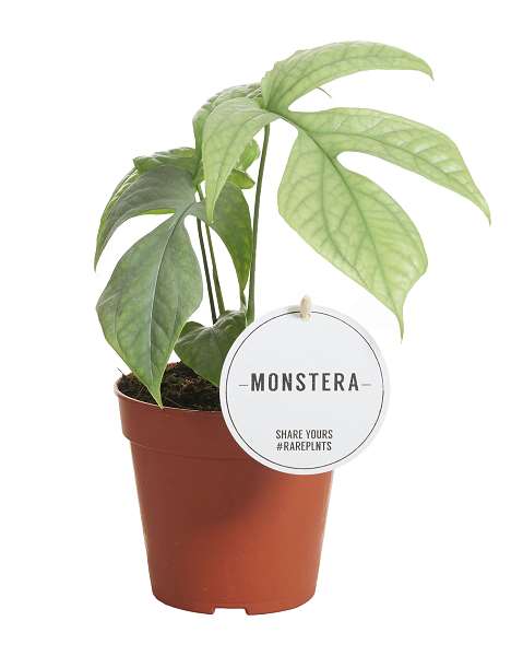 Picture of MONSTERA AMYDRIUM MEDIUM SILVER