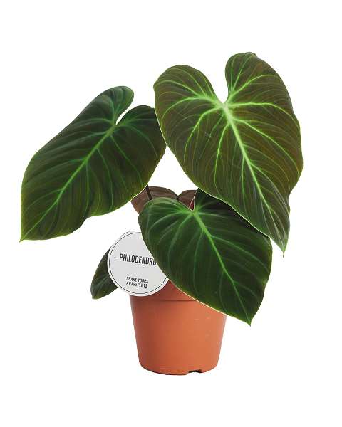 Picture of PHILODENDRON EL CHOCO RED