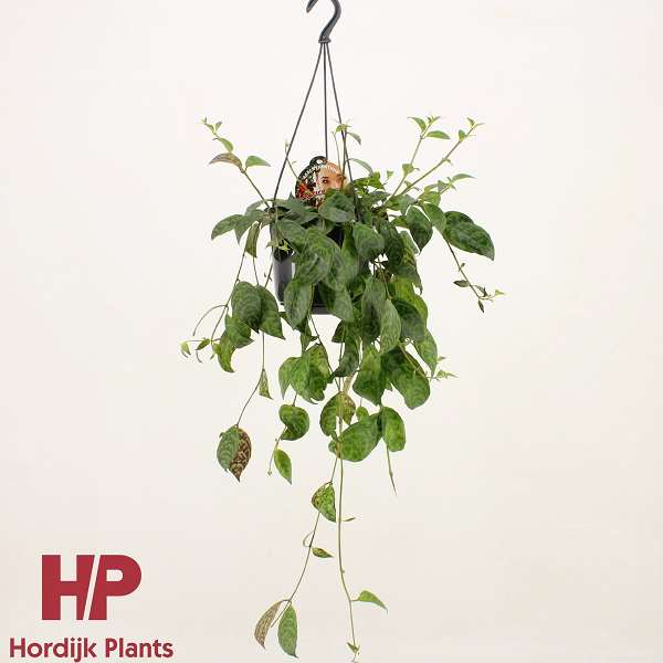 Picture of AESCHYNANTHUS BOLERO BICOLORE IN HANGING BASKET