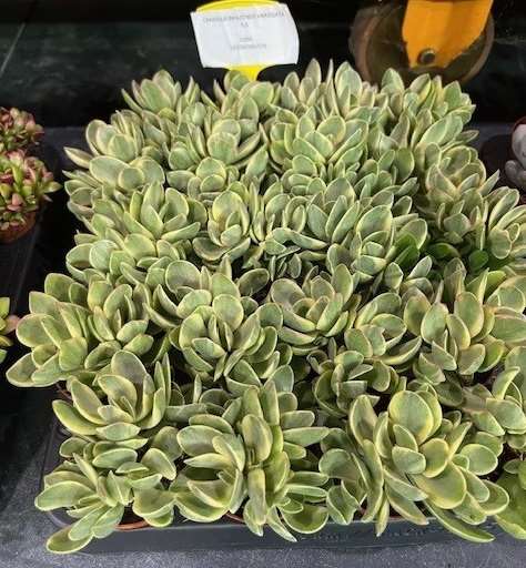 Picture of CRASSULA SWAZIENSIS VARIEGATA