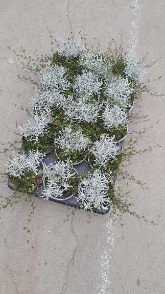 Picture of Mueca (muehlenbeckia+calocephalus)