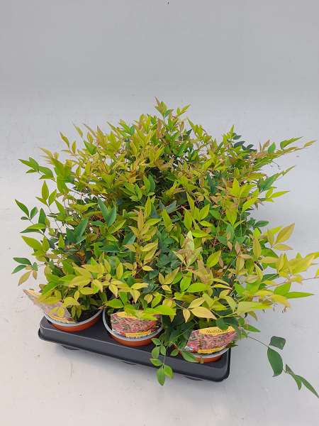 Picture of NANDINA DOMESTICA GULFSTREAM