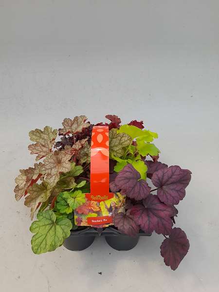 Picture of HEUCHERA 06-PACK