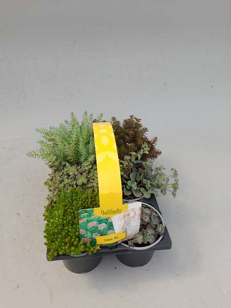 Picture of SEDUM 06-PACK