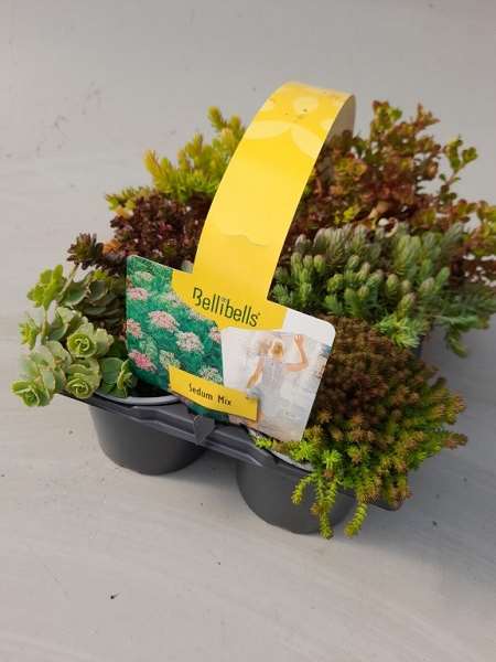 Picture of Sedum 06-pack