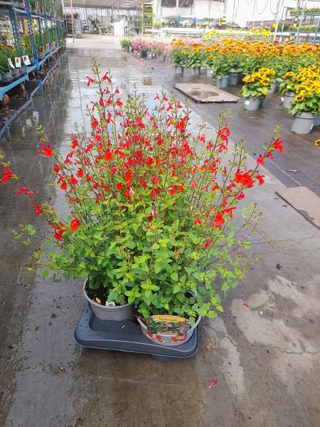 Picture of SALVIA MICROPHYLLA HOT LIPS