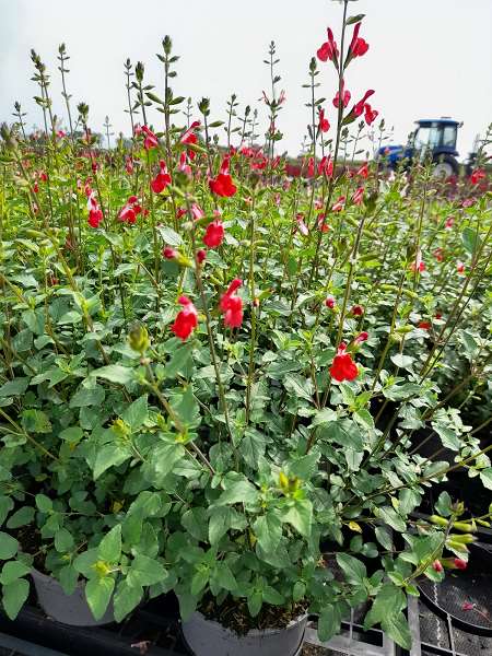 Picture of SALVIA MICROPHYLLA HOT LIPS