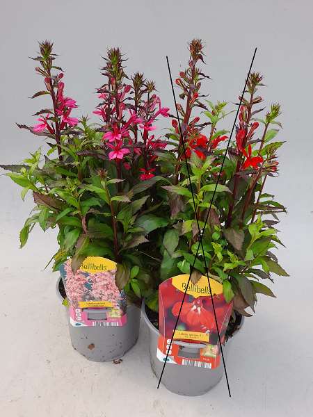 Picture of Lobelia speciosa f1 fan deep rose