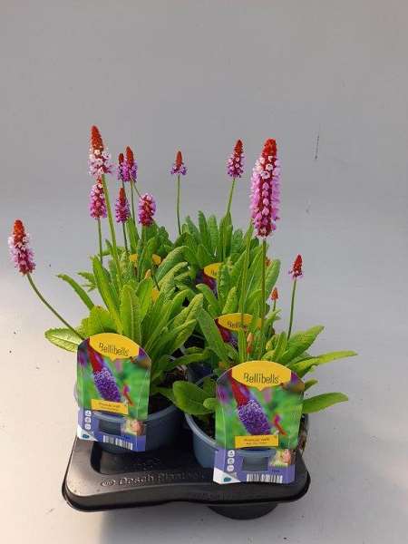 Picture of PRIMULA VIALLI RED HOT POKER