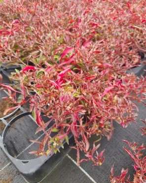Picture of ALTERNANTHERA LE HAINAUT RED