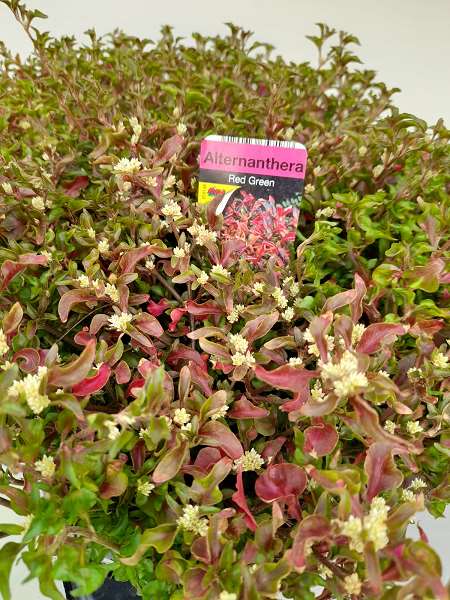 Picture of ALTERNANTHERA RED GREEN