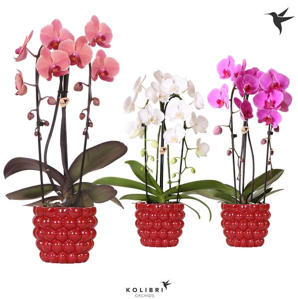 Picture of PHALAENOPSIS 02-STEM MIX CASCADE IN CERAMIC RED