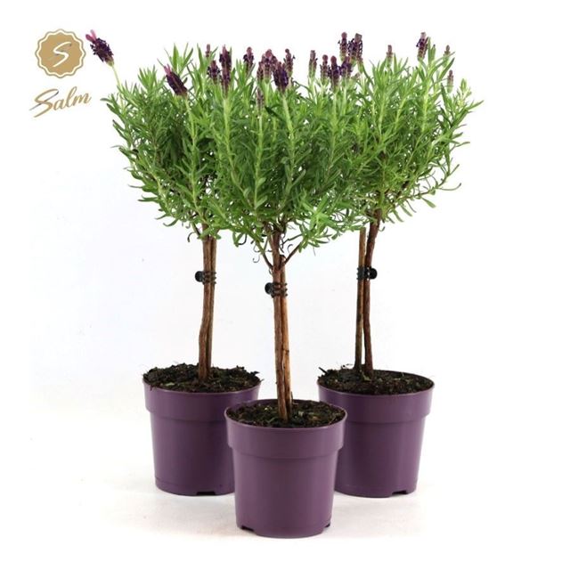 Picture of Lavandula stoechas anouk on stem