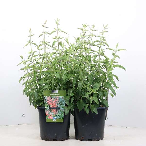 Picture of AGASTACHE FLEUR