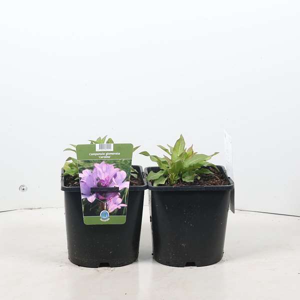 Picture of Campanula glomerata caroline