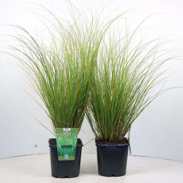 Picture of CAREX HOWARDII PHOENIX GREEN