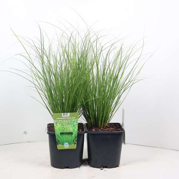 Picture of CAREX HOWARDII PHOENIX GREEN