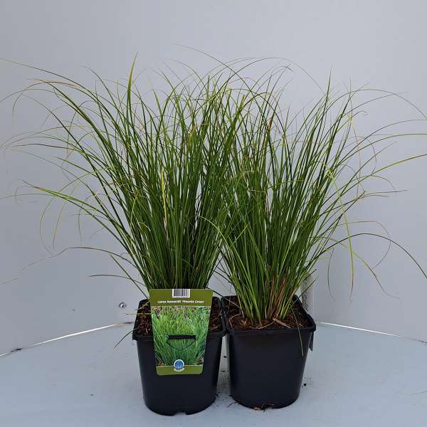 Picture of CAREX HOWARDII PHOENIX GREEN