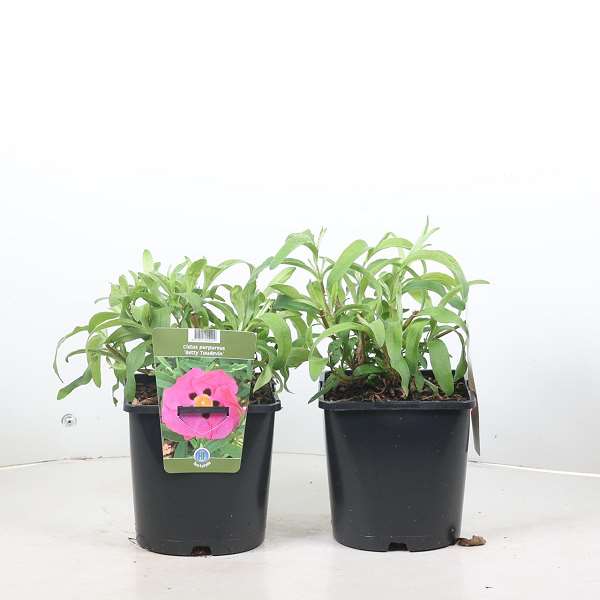 Picture of Cistus purpureus betty taudevin