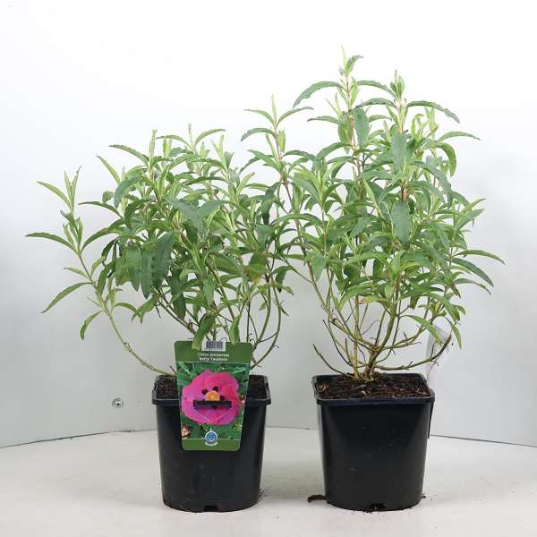 Picture of Cistus purpureus betty taudevin
