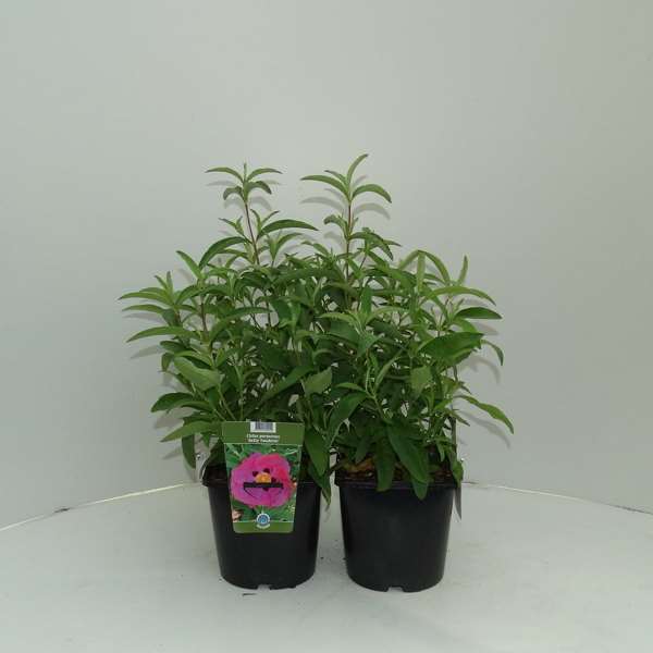 Picture of CISTUS PURPUREUS BETTY TAUDEVIN