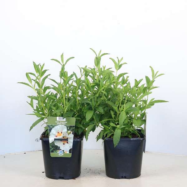 Picture of Cistus x dansereaui jenkyn place