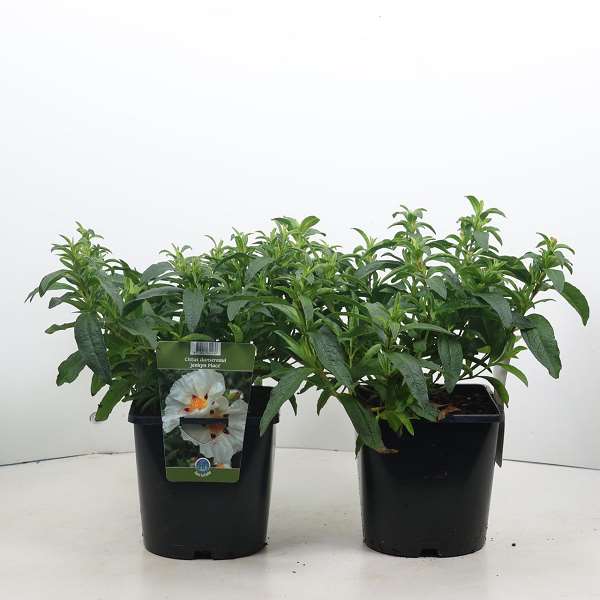 Picture of Cistus x dansereaui jenkyn place