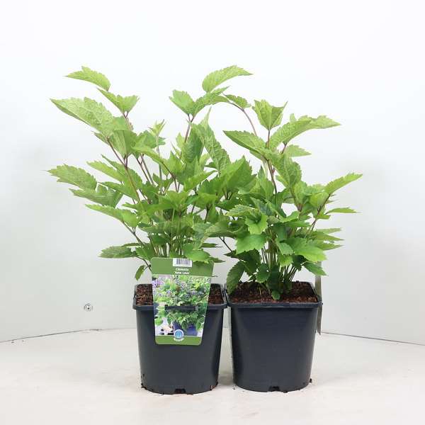 Picture of CLEMATIS NEW LOVE