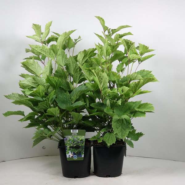 Picture of Clematis new love