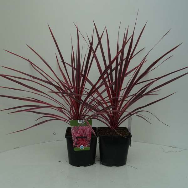 Picture of CORDYLINE AUSTRALIS CHARLIE BOY