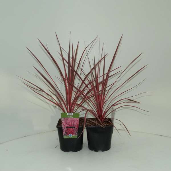 Picture of CORDYLINE AUSTRALIS CHARLIE BOY