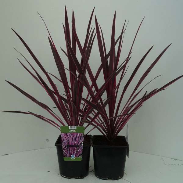 Picture of CORDYLINE AUSTRALIS PASO DOBLE