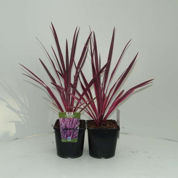 Picture of CORDYLINE AUSTRALIS PASO DOBLE