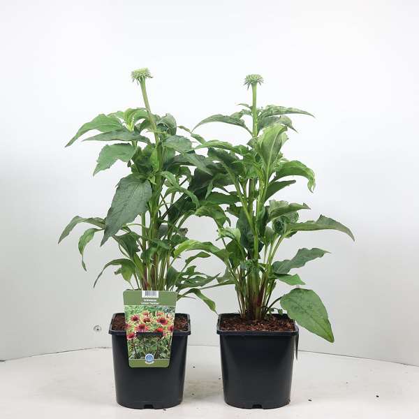 Picture of ECHINACEA PURPUREA GREEN TWISTER