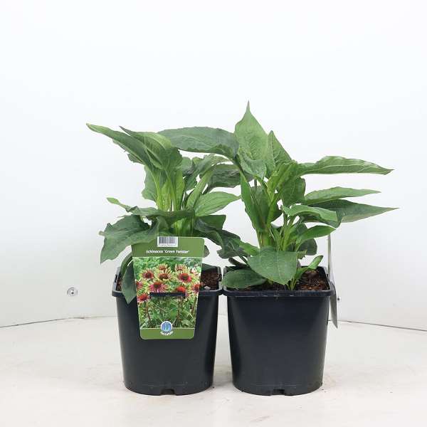 Picture of ECHINACEA PURPUREA GREEN TWISTER