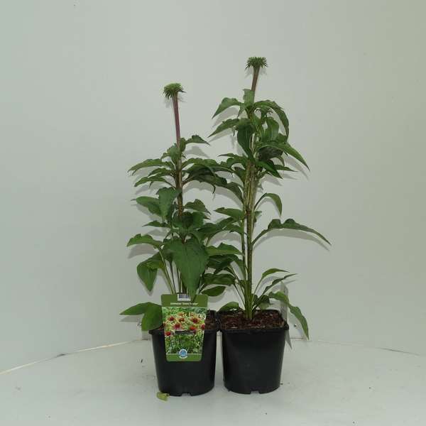 Picture of ECHINACEA PURPUREA GREEN TWISTER