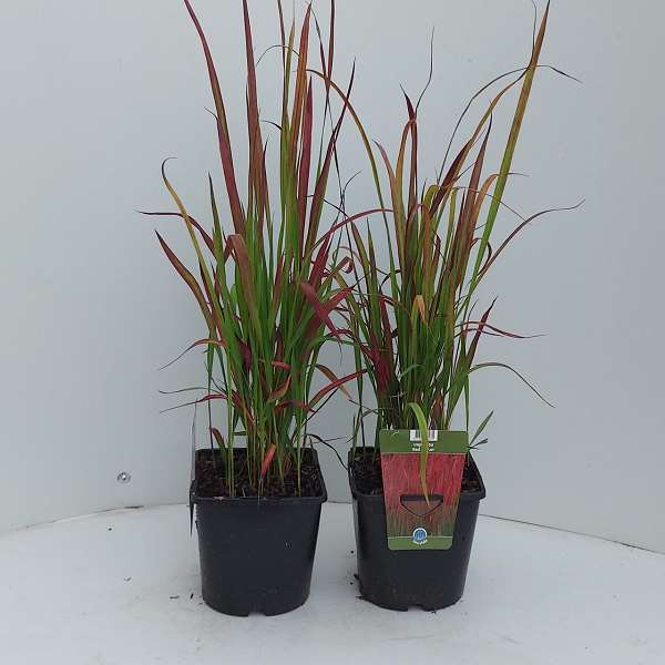 Picture of IMPERATA CYLINDRICA RED BARON