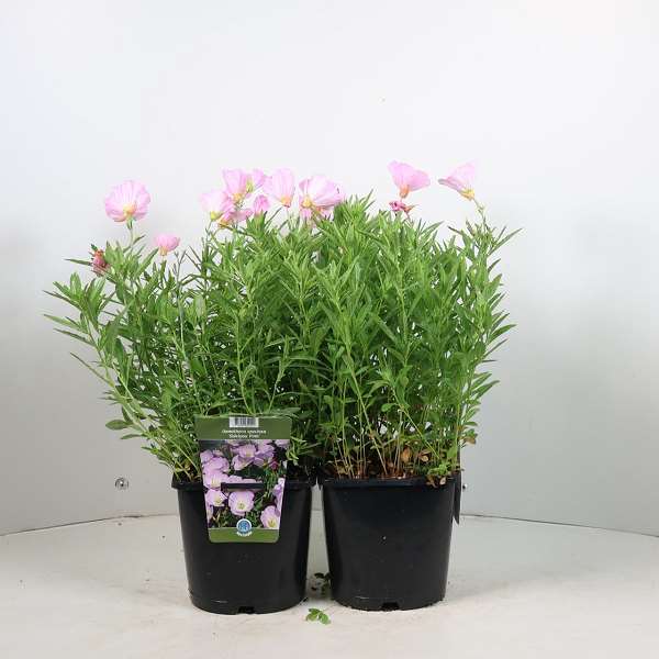 Picture of Oenothera siskiyou pink