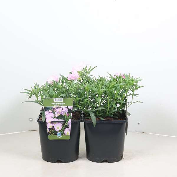 Picture of Oenothera siskiyou pink