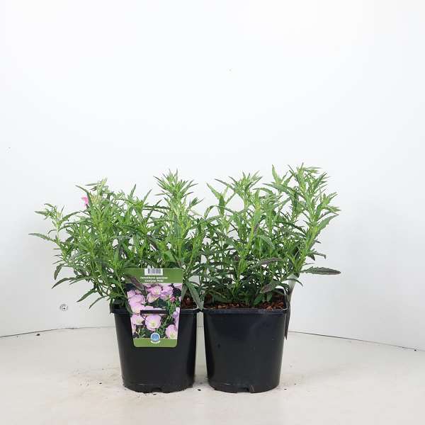 Picture of Oenothera siskiyou pink